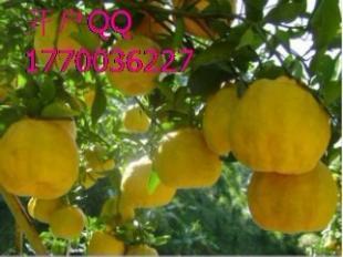 中泰開戶指南 九江律程商務(wù)信息咨詢與世界工廠網(wǎng)如何協(xié)同助力企業(yè)成長